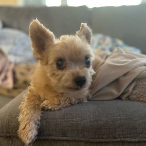 Meet your Posher, Julie